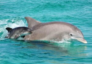 Two dolphins swimming in the Gulf of Mexico