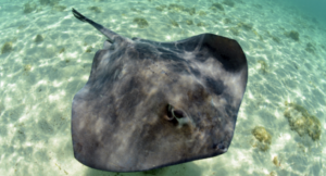 Sting ray swiming in Gulf of Mexico