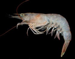 a close up of a shrimp