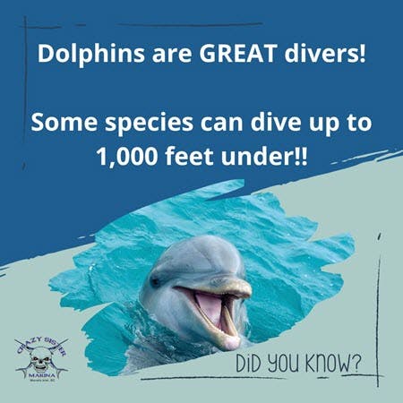 Dolphins Are Great Divers!
