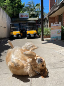 a dog lying on a sidewalk
