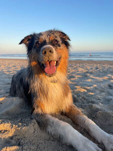 a close up of a dog lying on a sandy beach