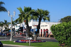 a group of people walking down a street next to a palm tree