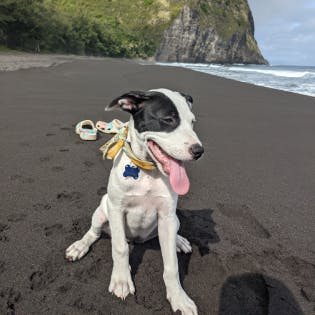 a dog sitting in the sand