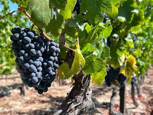 Dão Region grapes and vineyards