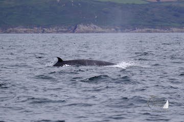 a minke whale swimming in a body of water