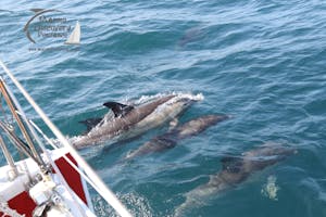 common dolphins bowriding "Shearwater II"