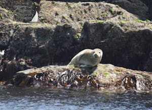 juvenile seal hauled out