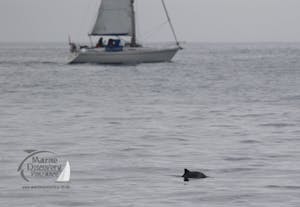 harbour porpoise surfacing in front of boat