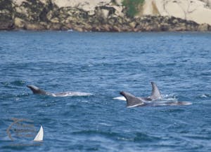 risso's dolphins
