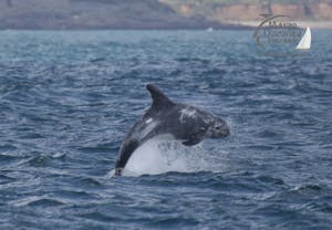 leaping risso's dolphin