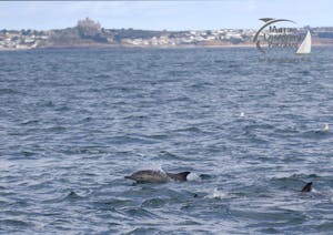 common dolphin and mount