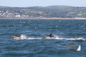 jumping common dolphins