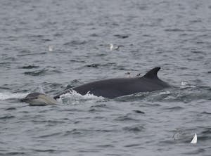 minke whale and common dolphin