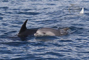 bottlenose dolphin calf