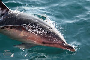 A common dolphin