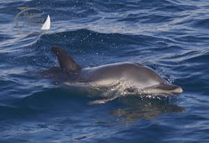 surfacing common dolphin