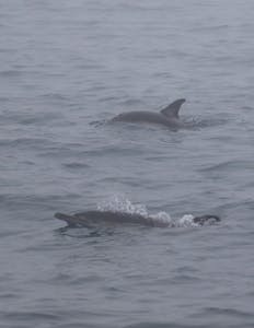 common dolphins