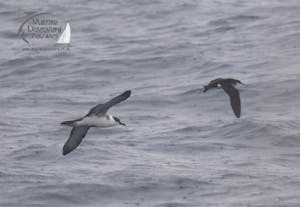 great and Manx shearwater
