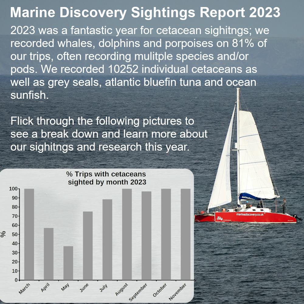 Marine Discovery sightings 2023: Cetaceans