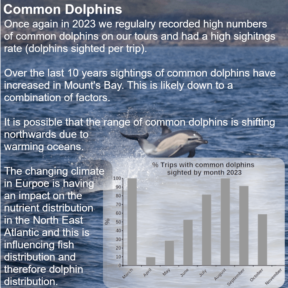 Common dolphin sightings have become increasingly consistent over the last 10 years. This does not necessarily mean there are more common dolphins. It is more likely to be due to shift in their distribution due to changes in food availability. It appears there has been an inshore and northwards shift of this species. The distribution change is probably due to the changing climate across Europe and warming seas both of which have an impact on plankton distributions. Plankton is at the base of the food chain and controls the distribution of the fish the common dolphins feed on.