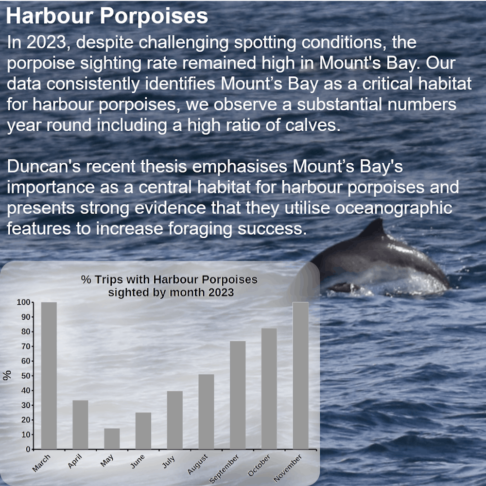 Mount’s Bay is an important location for harbour porpoises. They occur year round and use the Bay for calving. You can see from the graph that there is a seasonality to their presence. Their numbers build through the Summer and Autumn and are generally lower in the spring. This could be because they are feeding in larger groups in the Summer and Autumn and are therefore easier to detect. In the spring they might be foraging and travelling in smaller groups making them harder to detect. It is likely that Mount’s Bay forms the core of their wider range so it could also be that they are spread across a wider range in spring time. 2023 was typically a year of higher wind speeds and choppier seas. These conditions make porpoises trickier to detect so it is impressive that we still saw them in such high numbers. Duncan completed his thesis investigating harbour porpoise distribution and how it changes across the tide cycle this year. It has taught is about how porpoises use specific oceanographic features to forage at specific time in the Bay. It is likely that the oceanographic processes[ focus plankton (fish food) and that this focuses fish and increases foraging success for porpoises.Here is a summary of his thesis - https://fh-sites.imgix.net/.../2024/01/09102914/poster1.png