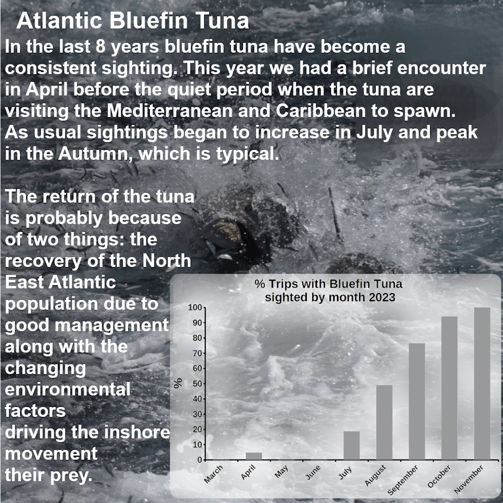 In the last 8 years bluefin tuna have been returning consistently. We had a brief sighting in April before the quiet period when the tuna are visiting the Mediterranean and Caribbean to spawn. Sightings start to increase in July and peak in the Autumn. The return of the tuna has probably been driven by two things: the recovery of the North East Atlantic population driven by protection and good management along with the same factors driving the common dolphins movement inshore.