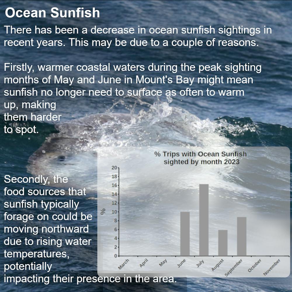 Ocean sunfish sightings have decreased in the last few years. We are not entirely sure why, however it could be down to a couple of factors that warrant further investigation. The coastal waters are increasingly warmer during May and June when sunfish sightings typically peaked in Mount’s Bay. Ocean Sunfish need to maintain their body temperature above 15 degrees Celsius. In the past the water in these months would have been slightly colder and the sunfish would need to bask at the surface in order to warm up. Sunfish basking at the surface are easy to detect compared to ones swimming under the surface. Sunfish travel north to exploit foraging opportunities. It is a common misconception that they feed only on jellyfish. However studies have shown that their diet is much more varied particularly for sunfish of the size we see. The most nutritious foraging opportunities might occur at the limit of the sunfish's thermal range. Warming waters may be pushing this boundary further north in the summer. Both these factors and ones we have not thought of could account for lower sightings of sunfish in the last few years.