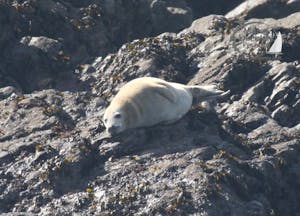 juvenile grey seal