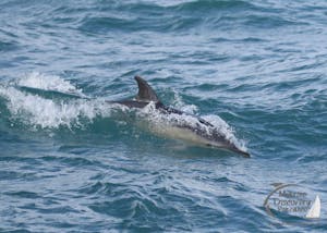 A common dolphin in the water
