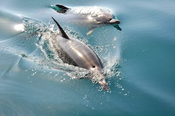 a pair of dolphins swimming in a body of water