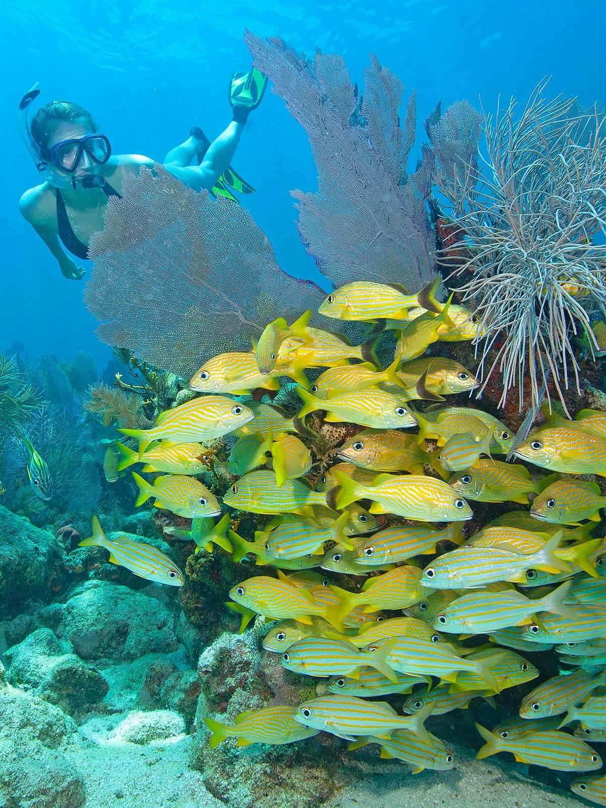 snorkeler viewing school of fish at molasses coral reef