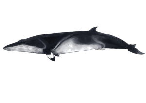 a scientific drawing of a minke whale