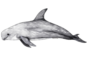 a scientific drawing of a risso's dolphin