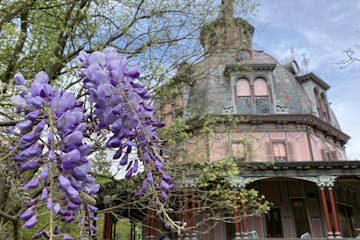wisteria blossoms in front of large, pink building