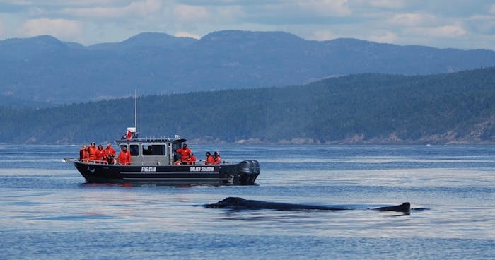 Private Charter Whale Watching, BC | Five Star Whale Watching