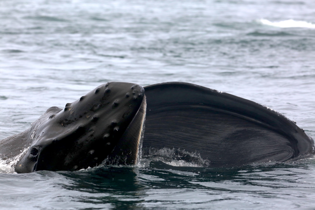 Five Star Whale Watching | Whale Watching in Victoria, Canada