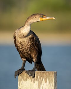 a close up of a bird perched on top of a body of water