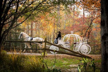 Horse Drawn Carriages for Events
