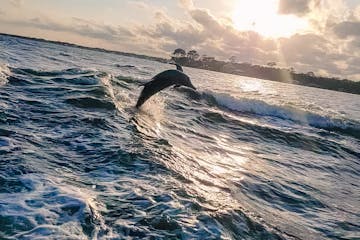 dolphin jumping out of a body of water