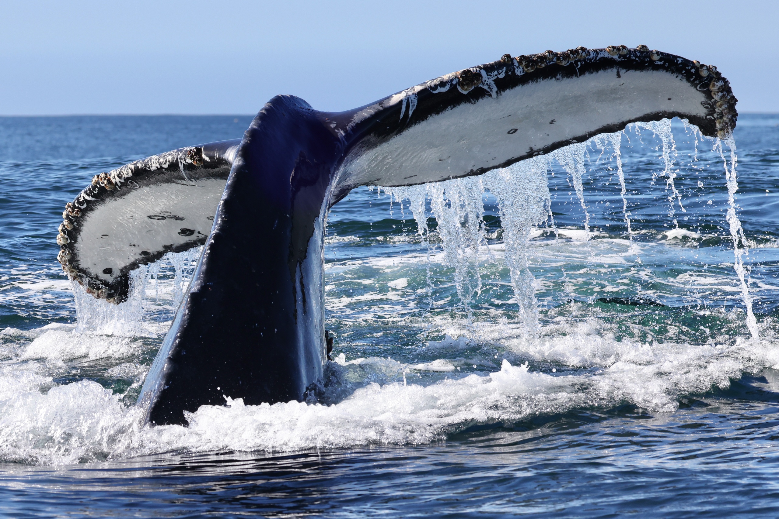 Monterey Whale Watching Tours | Oceanic Expeditions