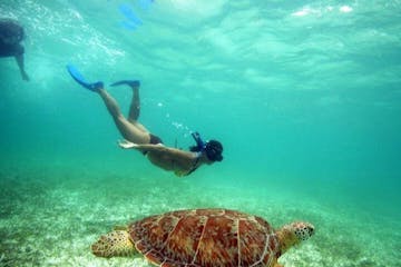 a woman snorkeling with a turtle in oahu hawaii