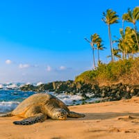 a turtle lying on a sandy beach on oahu
