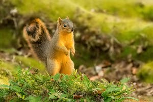 a squirrel standing on grass