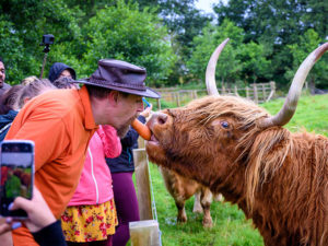 A Hairy Coo tour guide feeding a Hairy Coo a carrot