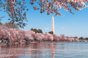 Cherry blossom trees from the water in DC
