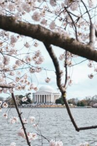 a bird sitting on top of a cherry blossom tree in washington DC