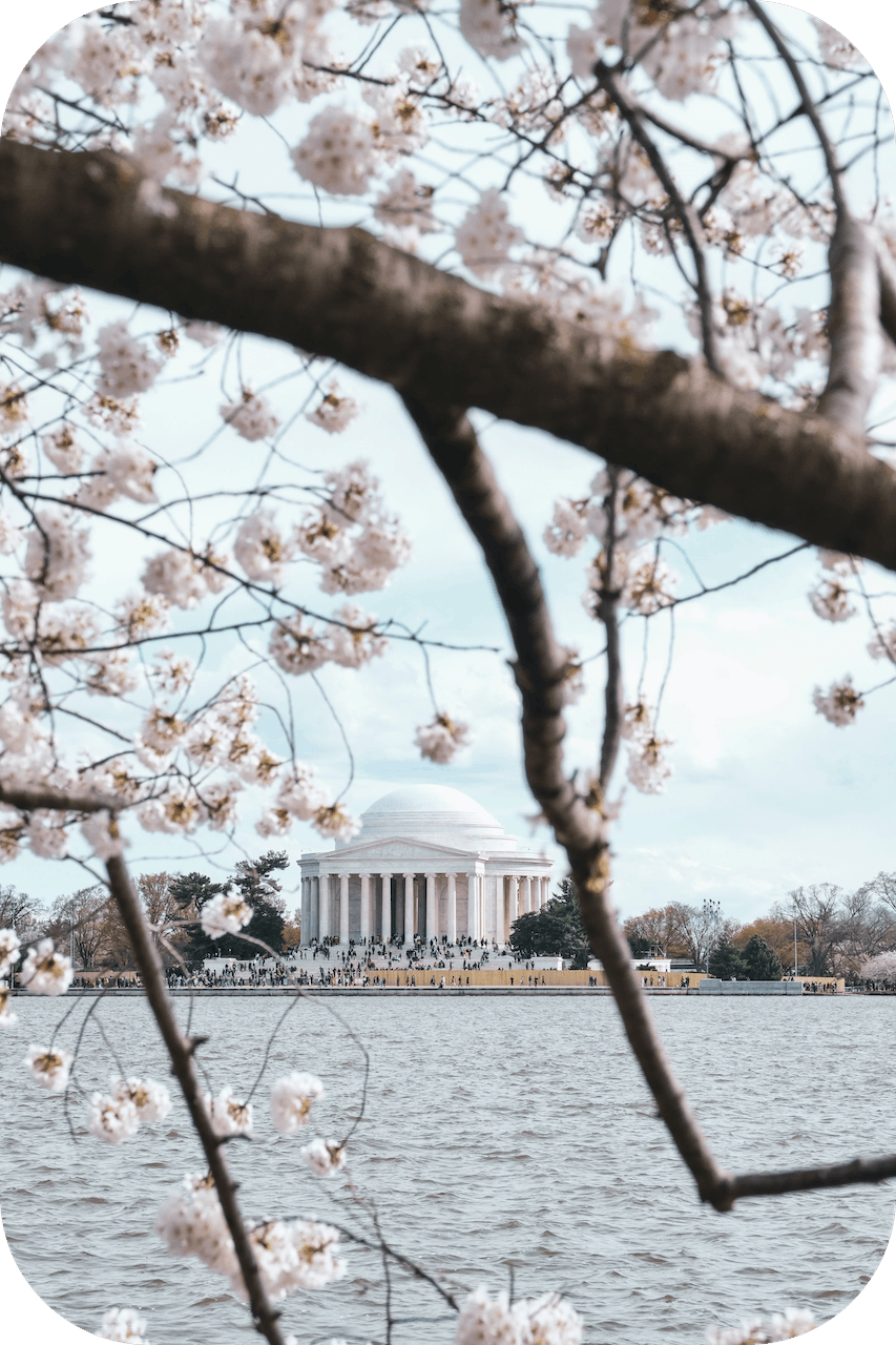 views or landmarks and cherry blossums in DC from the water