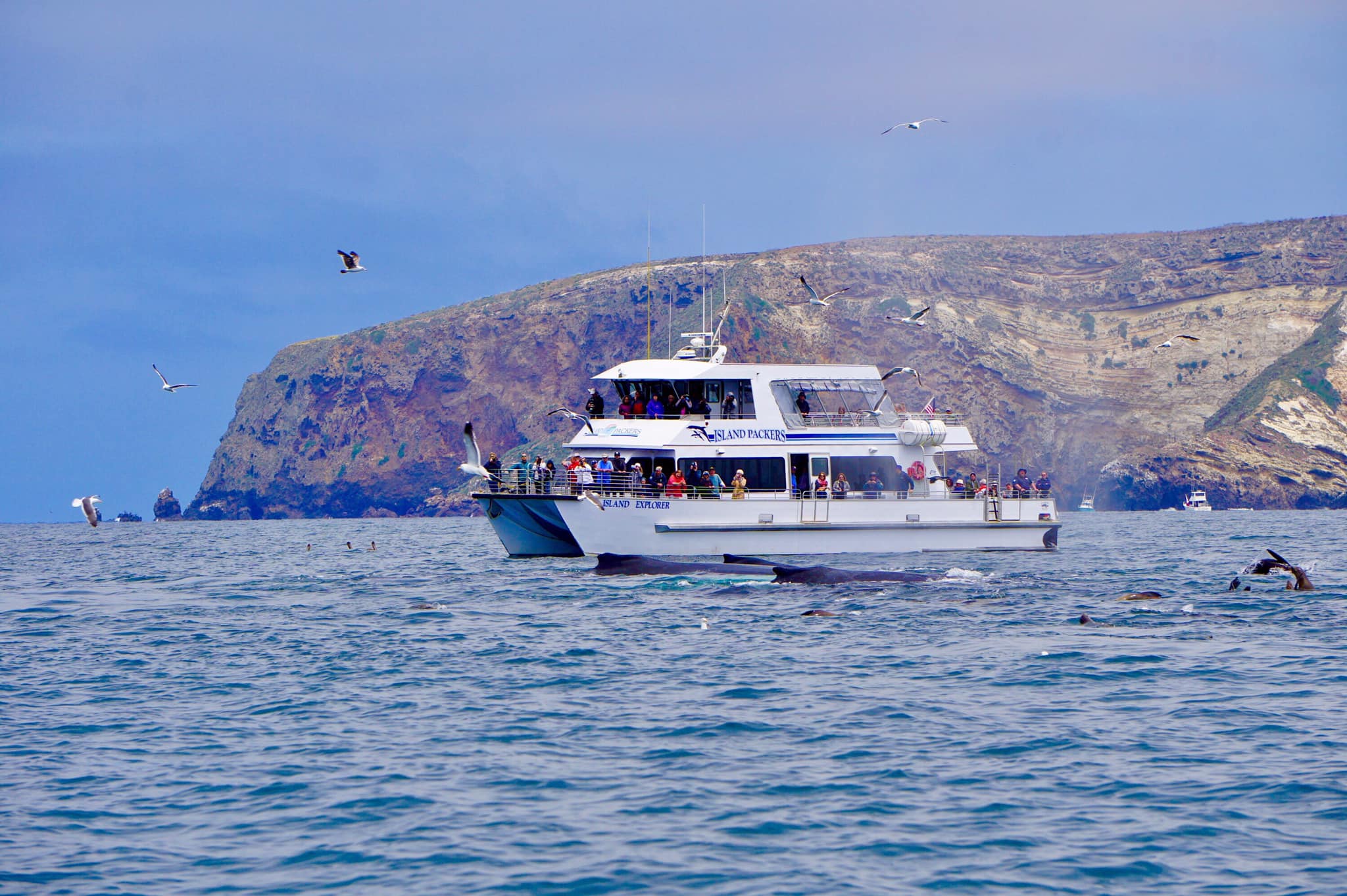 Island Packers Cruises Channel Islands National Park