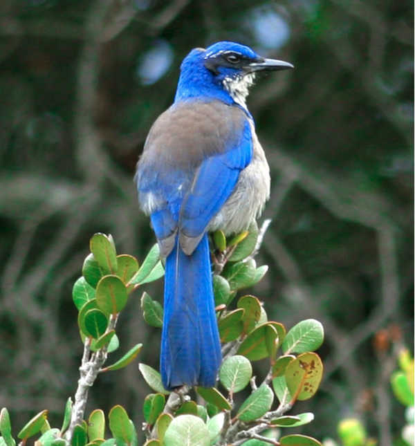 a small blue bird perched on a tree branch